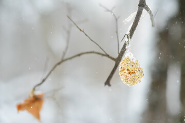 Homemade cookie made from seeds and cereals on a tree branch for the birds. Care of animals and birds during winter season. Wintertime activity for kids