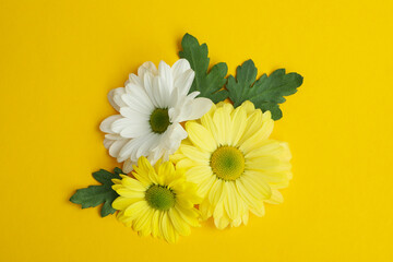 White and yellow chrysanthemums on yellow background, top view