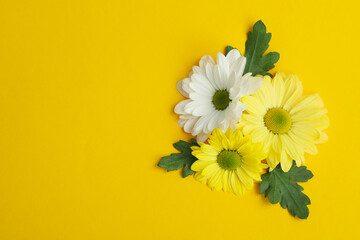Chrysanthemums on yellow background, space for text
