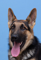 Studio portrait of german shepard dog isolated on light blue background
