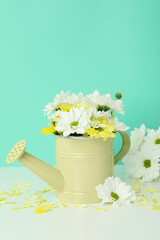 Watering can with chrysanthemums against mint background