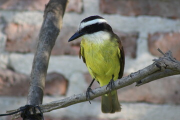 BIRDS