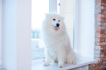 A cute white fluffy Samoyed dog sits on a windowsill indoors and shows his tongue