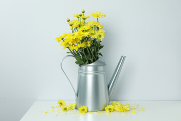 Watering can with chrysanthemums against light background