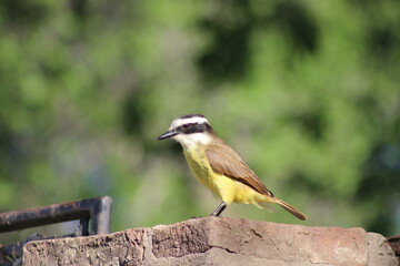BIRDS