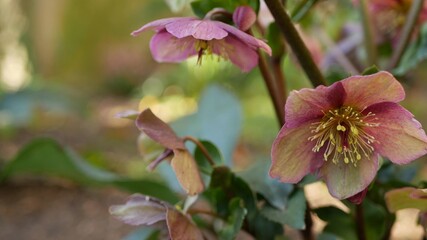 Helleborus winter rose pink flower in forest, California USA. Lenten rose floret springtime bloom, morning atmosphere, delicate botanical floral blossom. Spring fairy freshness, wildflower in wood.