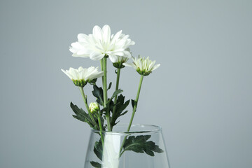 Vase with chrysanthemums against light gray background