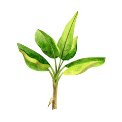 Leaves of a banana of a palm tree. Watercolor illustration on isolated white background.