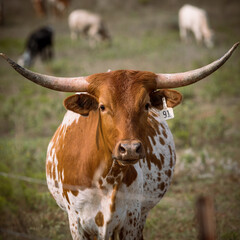 Longhorns in the field. Arnett, Oklahoma