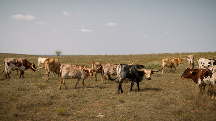 Naklejka na ściany i meble Longhorns in the field. Arnett, Oklahoma