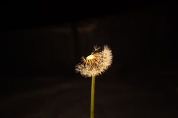 Dandelion blowing isolated on a black background.
Fragile white dandelion blossom gets blown away by wind. Close up of slow motion. 
Flower blossom.
Wind dispersal : Seeds from plants like dandelions