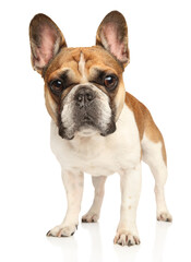 Fototapeta premium French bulldog looking at the camera
