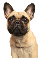Obraz premium Young French bulldog puppy on a white background