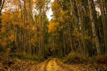 Fall Road in Colorado