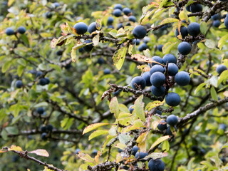 dunkelblaue Fr&uuml;chte der Schlehe am strauch
