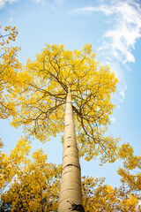 Beautiful Fall Aspen