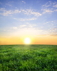 A field with green grass to the horizon on the background of sunset.