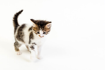 Kitten one month old on a white background