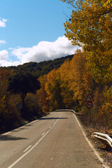 Road with trees with autumn colors