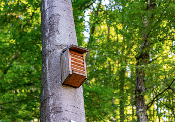 Feeder for bats in the forest.