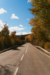 Fototapeta premium Road with trees with autumn colors