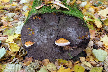 Two tinder fungus fringed on an old fallen tree trunk in a park, selective focus, horizontal...