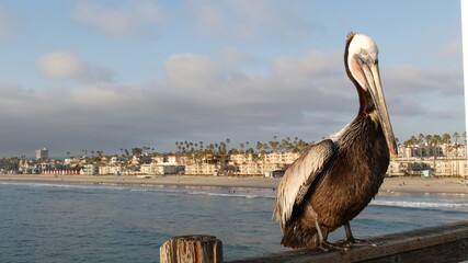 Wild brown pelican on wooden pier railing, Oceanside boardwalk, California ocean beach, USA...