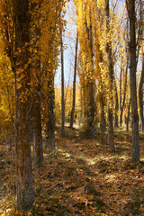 Row of trees in autumn with leaves on the ground