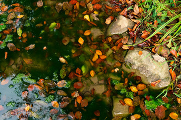 autumn background shore line with vibrant natural environment of colorful falling leaves and water.