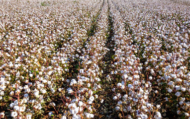 Blooming Cotton Field Ready for Harvest