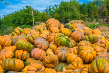 a bunch of yellow pumpkins in autumn