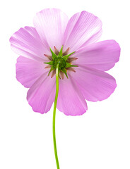 cosmos flower isolated on white background. Pink cosmos. Clipping path