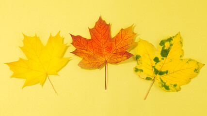 Obraz premium autumn leaves on a yellow background. Maple autumn leaves