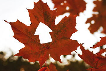 autumn maple leaf on tree with carved house