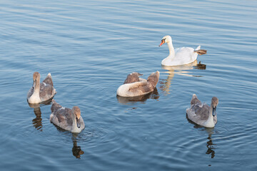 Group of wild swans floating on lake water at summer day, selective focus.