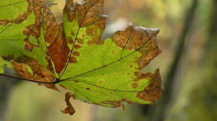 Autumn leave in the forest