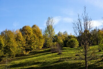 a field with trees on the slope of a hill