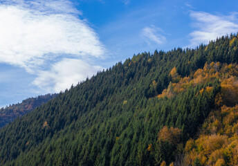 landscape with pine and deciduous forest on a hill in autumn