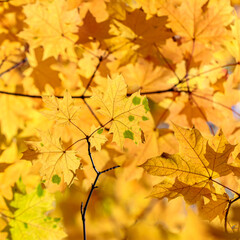 Branch with autumn leaves in the forest