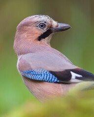 Eurasian jay portrait (Garrulus glandarius)