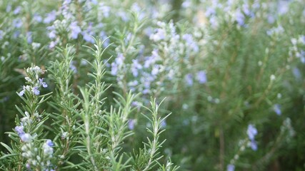 Rosemary salvia herb in garden, California USA. Springtime meadow romantic atmosphere, morning wind, delicate pure greenery of aromatic sage. Spring fresh garden or lea in soft focus. Flowers blossom. - obrazy, fototapety, plakaty