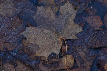 Autumn leaves are frozen in a puddle