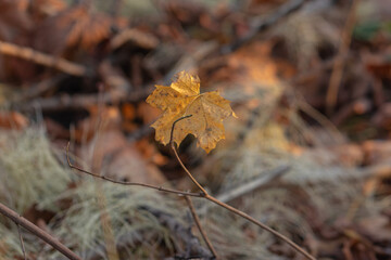 Dry leaves on the ground in the forest