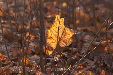 Dry leaves on the ground in the forest
