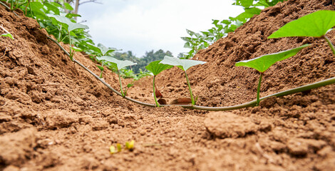 close-up of sweet potato leaves with soil in the garden as foreground.