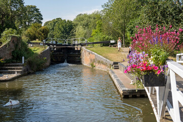 Newbury, Berkshire, England, UK. 2021.  Newbury Lock on the Kennet and Avon Canal a swan and floral...