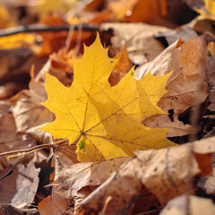 Autumn leaves on the ground in the forest