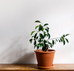 Ficus microcarpa Ginseng, Bonsai houseplant with small, green, oval-shaped leaves in a terracotta pot on a shabby chic, grungy wooden shelf with shadow. Isolated on a white background, text space. 
