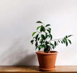 Fototapete Toilette Ficus microcarpa Ginseng, Bonsai houseplant with small, green, oval-shaped leaves in a terracotta pot on a shabby chic, grungy wooden shelf with shadow. Isolated on a white background, text space.    © Kulbir
