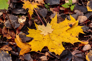 Autumn leaves on the ground in the forest